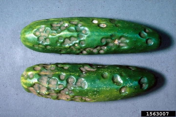 Figure 7. Cucumber fruit exhibiting water-soaked, sunken lesions typical of anthracnose.